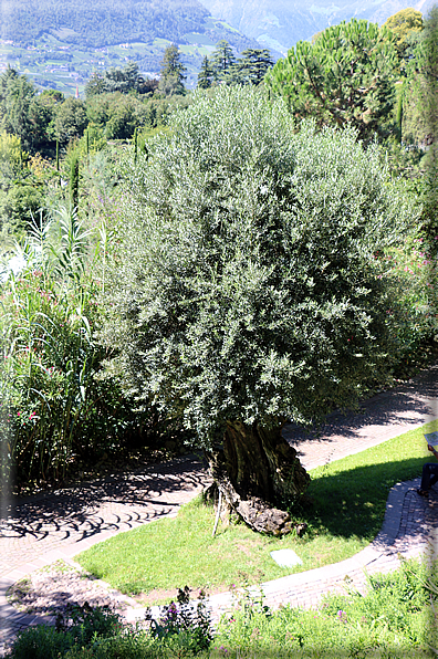 foto Giardini Trauttmansdorff - Giardini del Sole